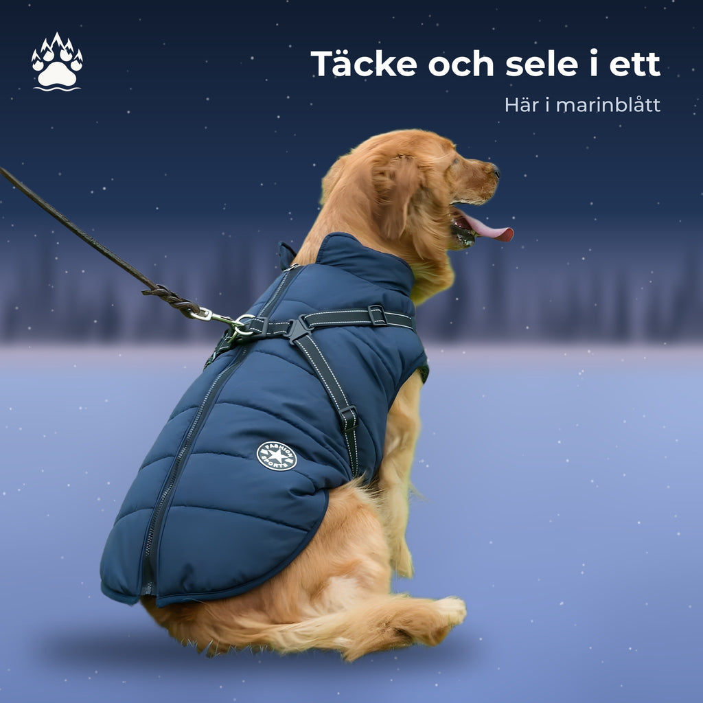 Golden retriever i marinblått vintertäcke med inbyggd sele och koppel, sittande i snö i skymningen.