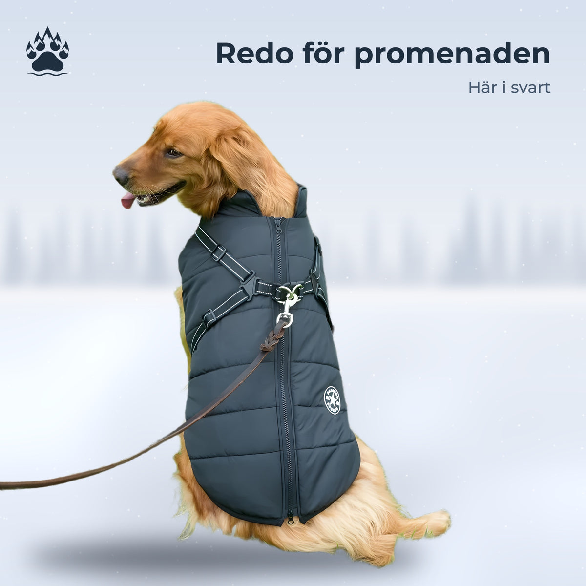 Golden retriever i svart vintertäcke med inbyggd sele, med kopplet fäst i D-ringen på ryggen, sittande i snö.
