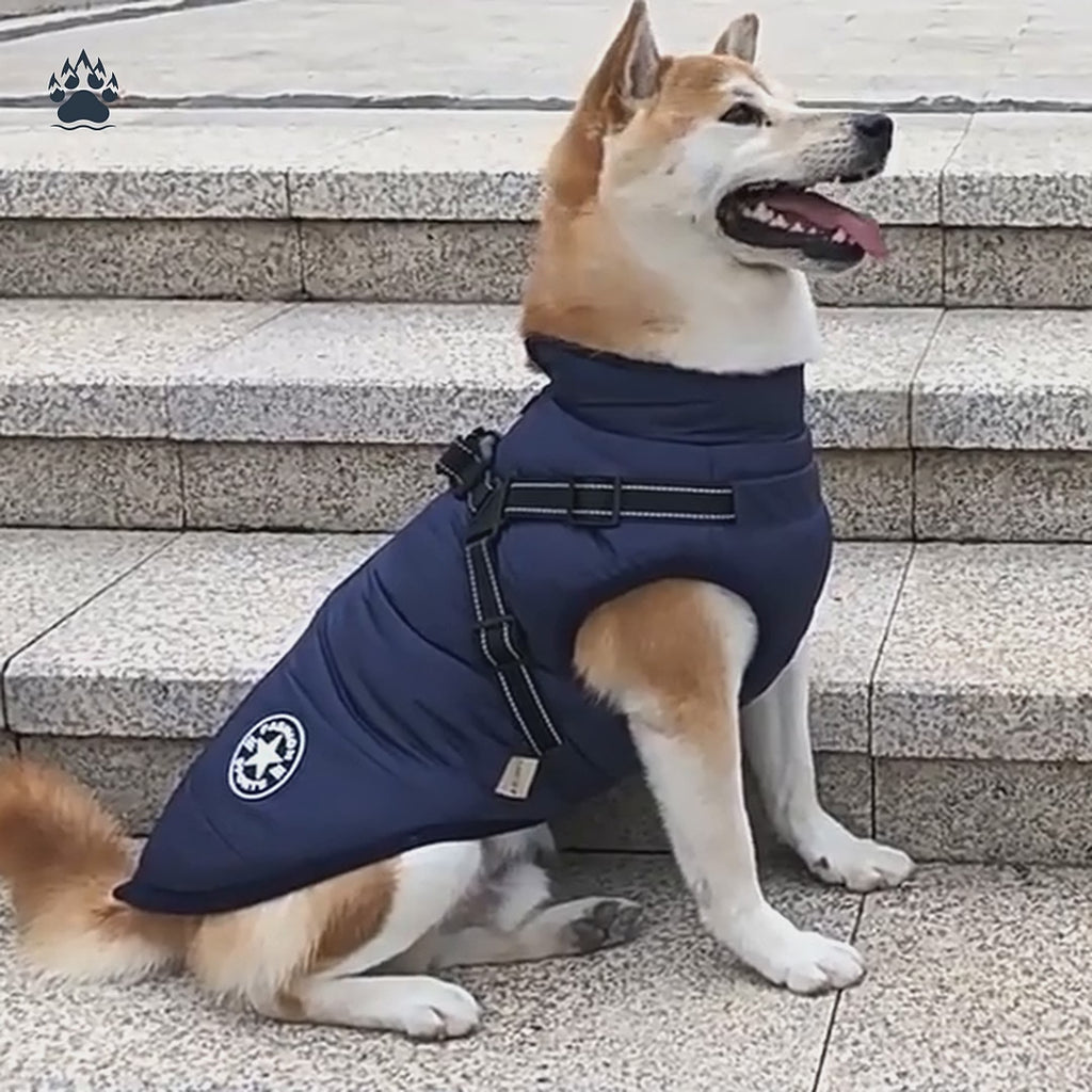 Tyst loop: en shiba sitter på en trappa i ett marinblått vintertäcke med inbyggd sele.