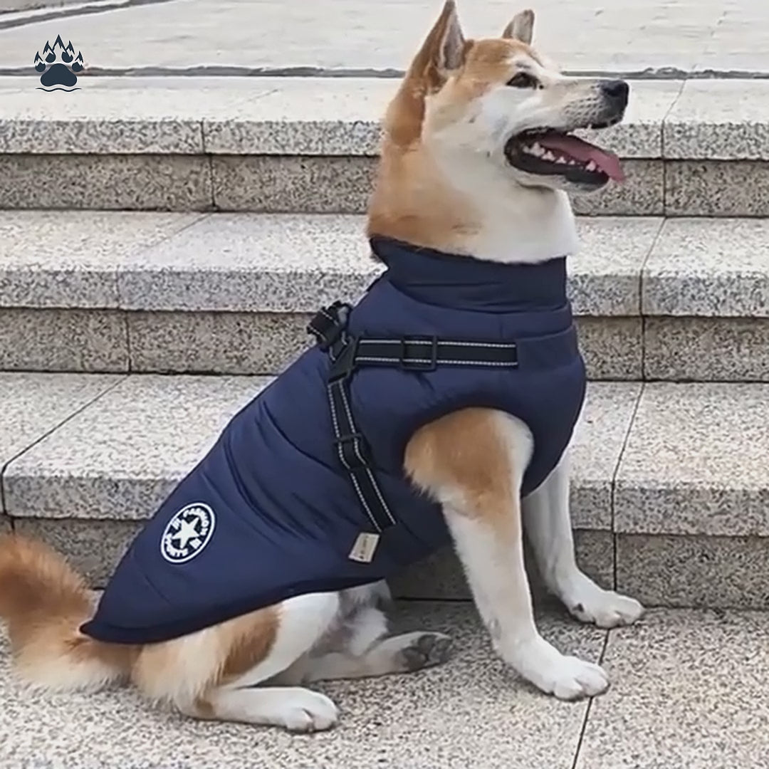 Tyst loop: en shiba sitter på en trappa i ett marinblått vintertäcke med inbyggd sele.